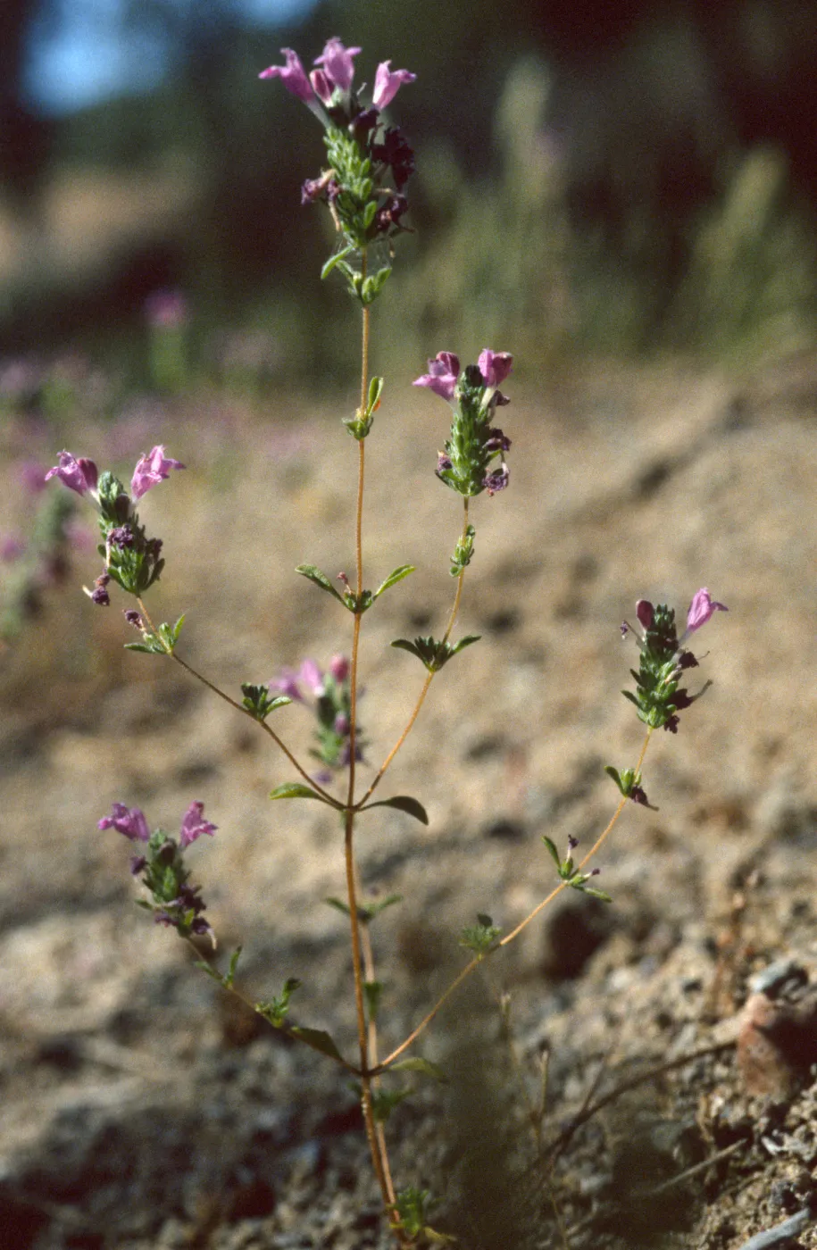 Pogogyne clareana