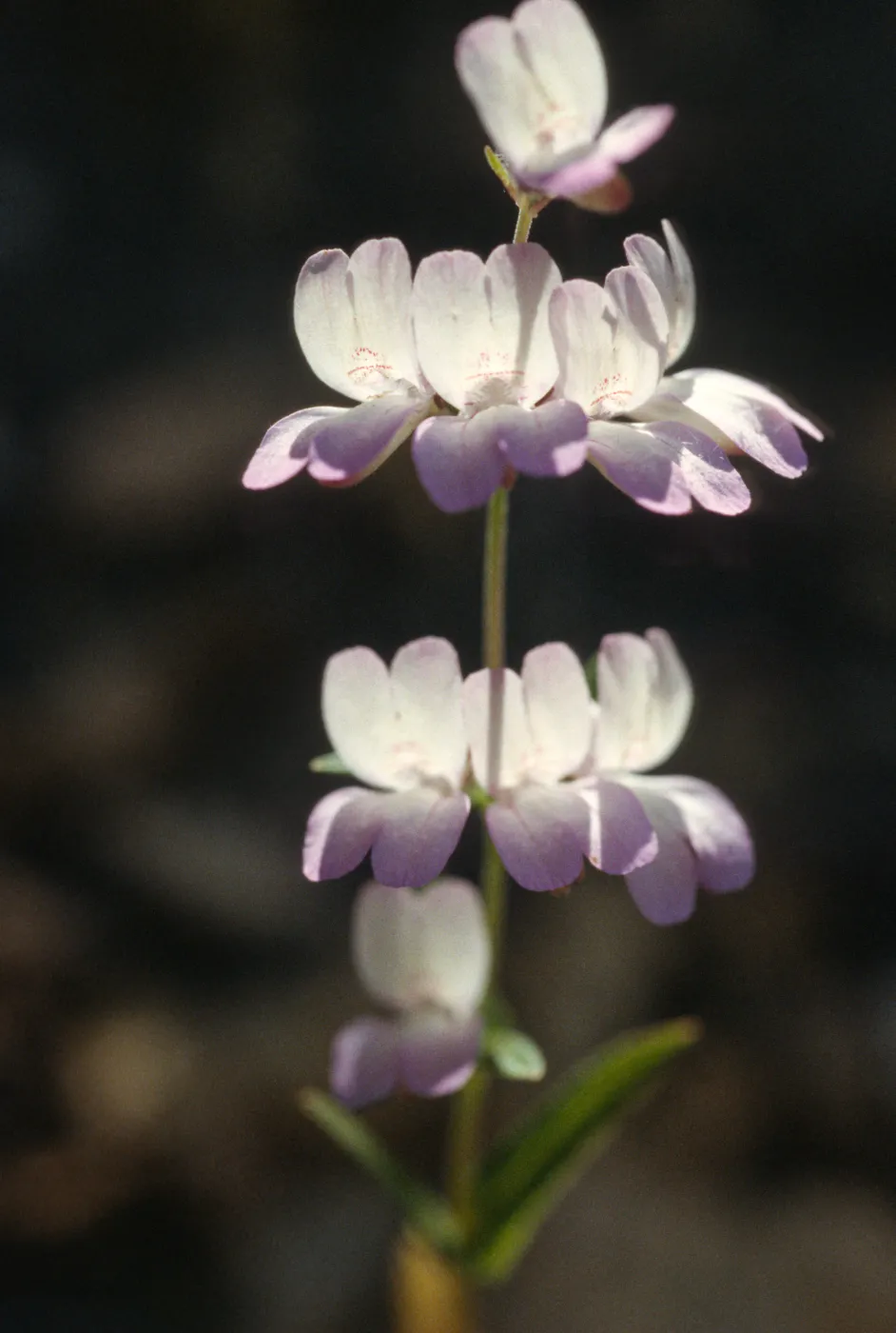 Collinsia heterophylla