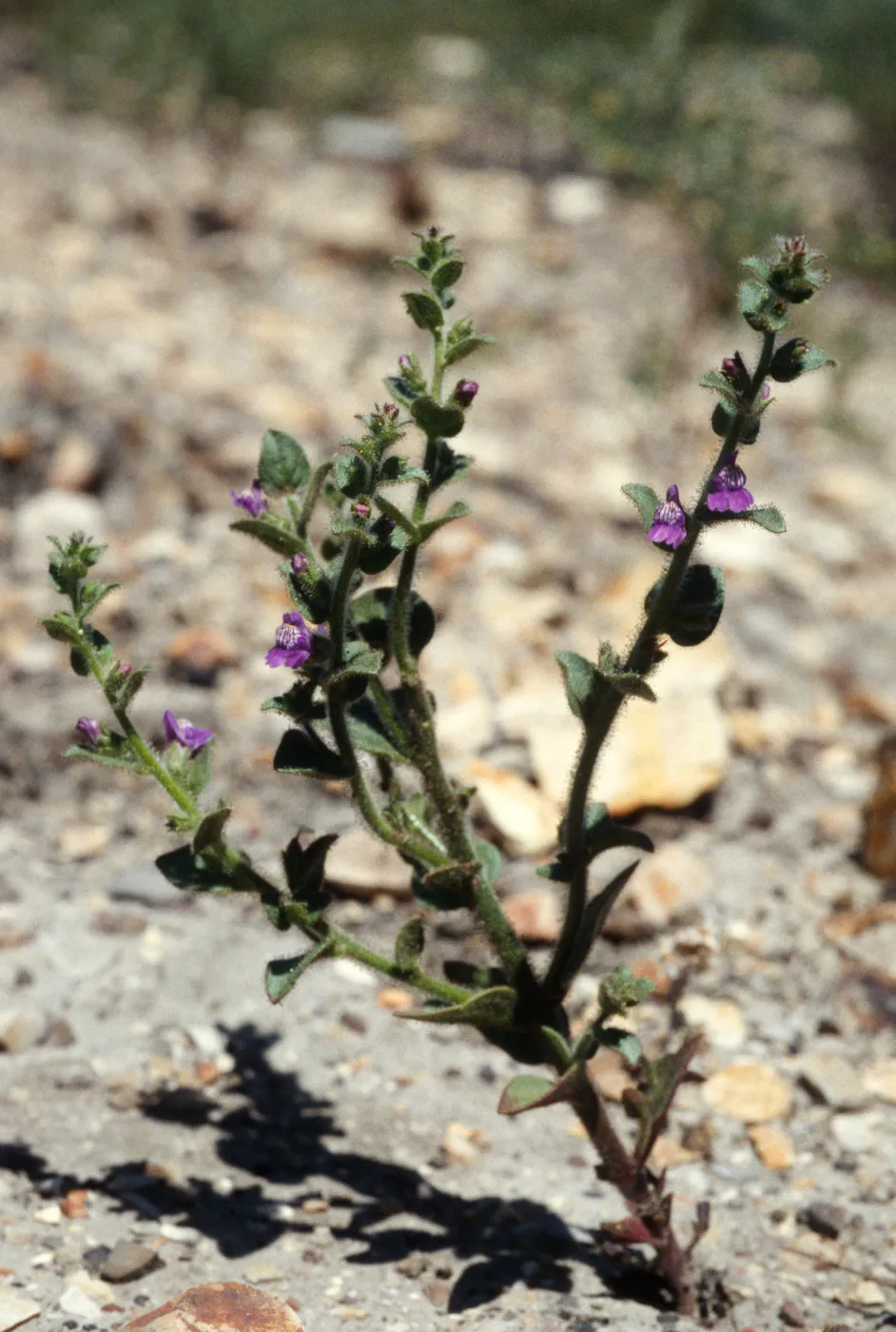 Antirrhinum nuttallianum