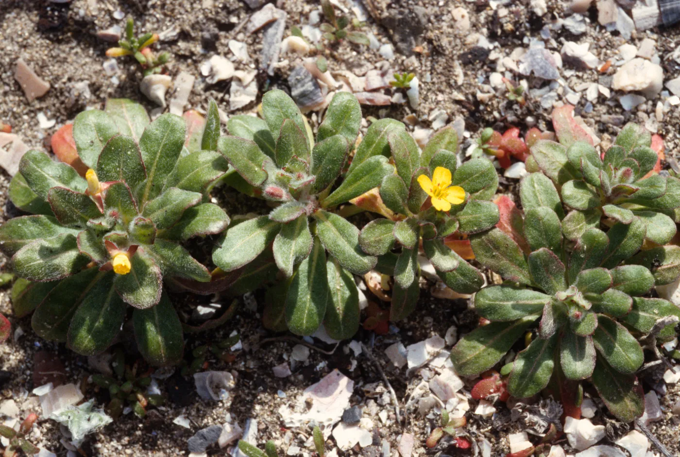 Camissonia guadalupensis