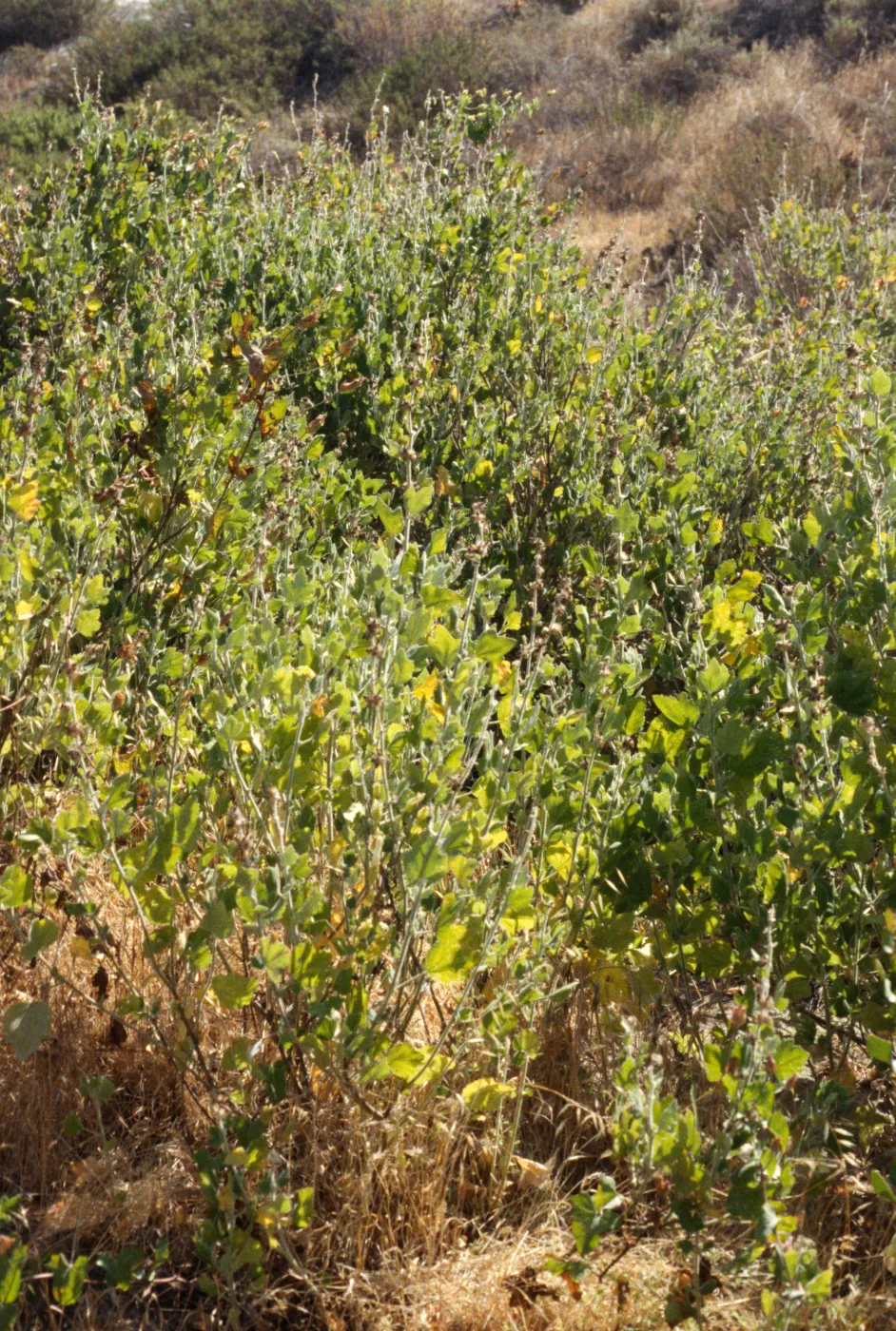 Malacothamnus clementinus