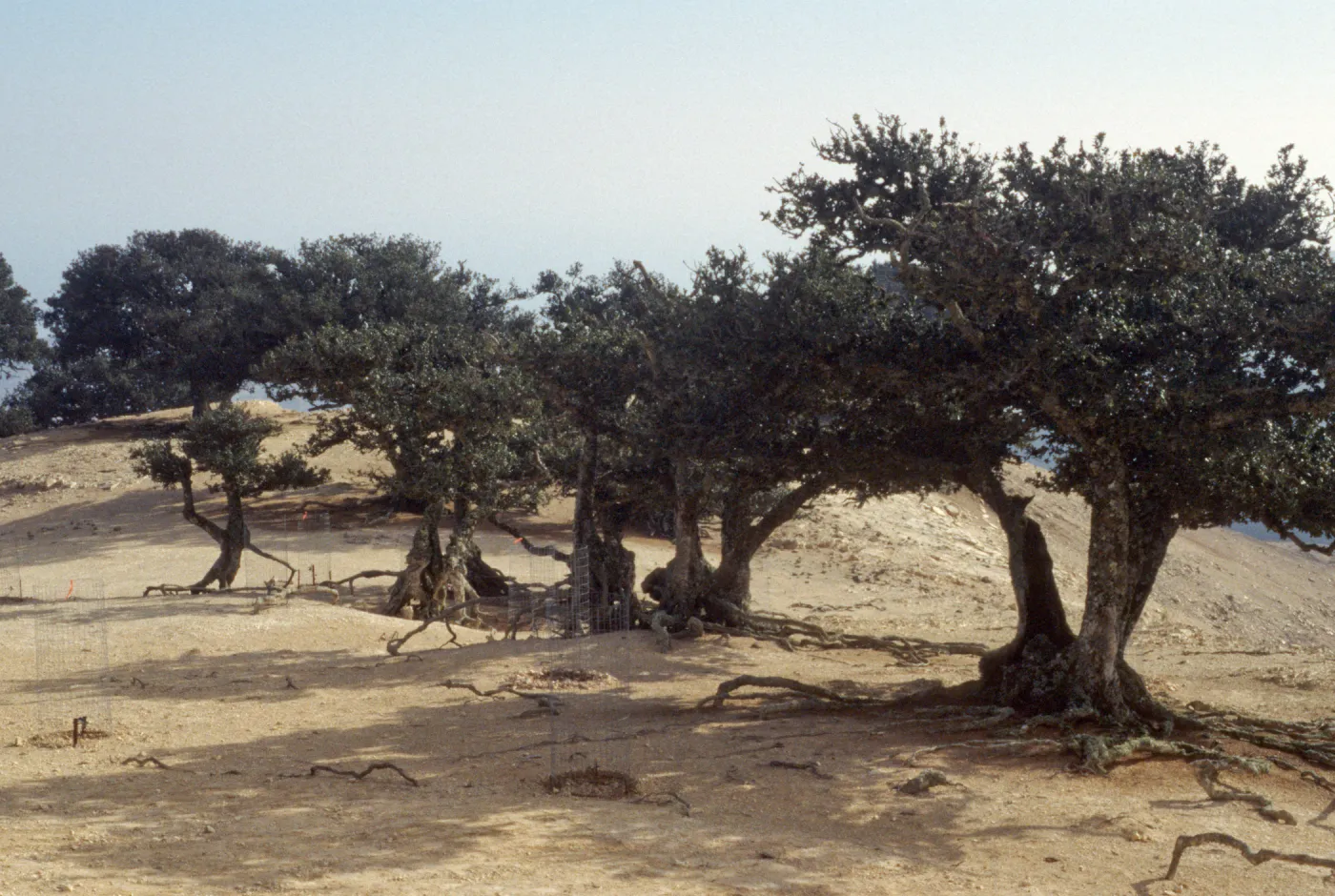 Quercus tomentella