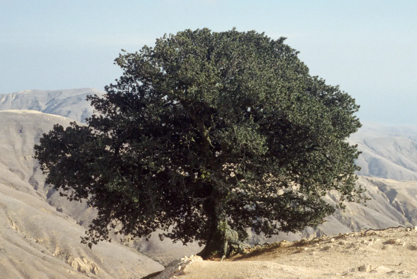 Quercus tomentella