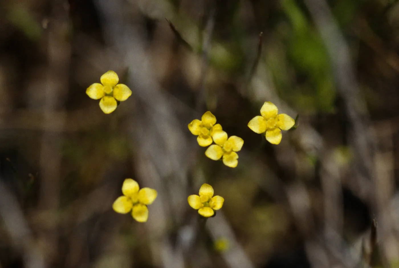 Cicendia quadrangularis