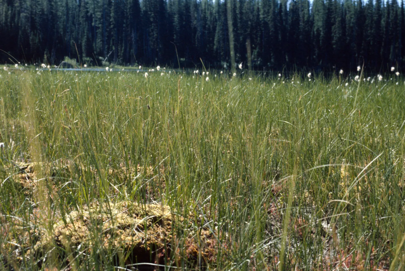 Drosera habitat