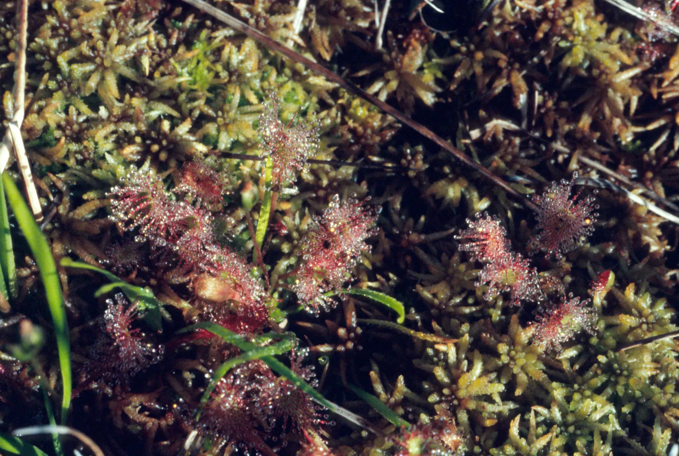 Drosera anglica