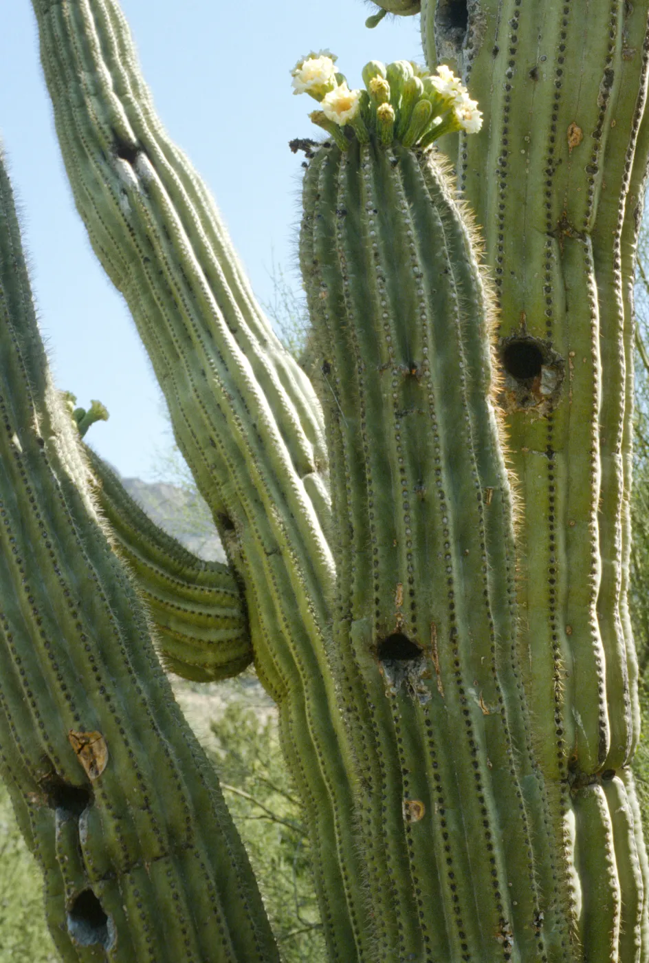 Cereus giganteus