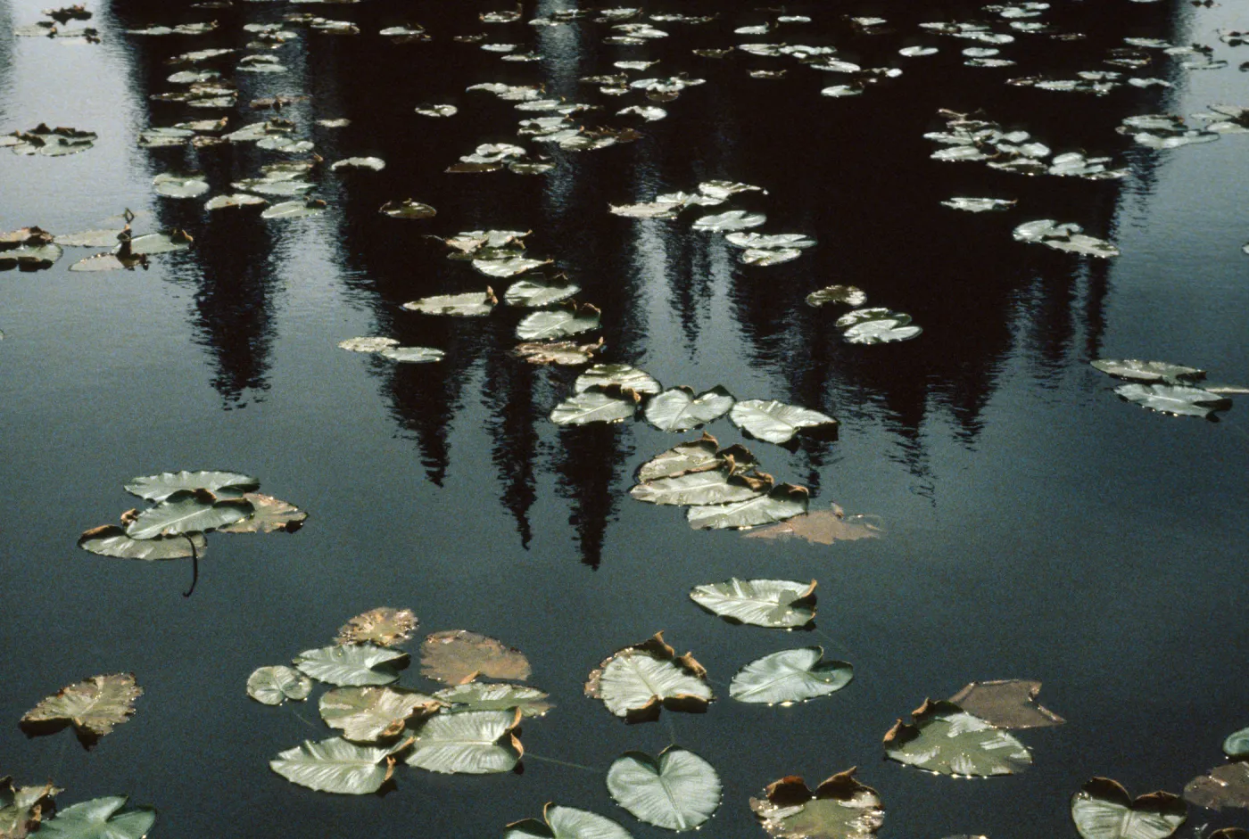 Nymphaea