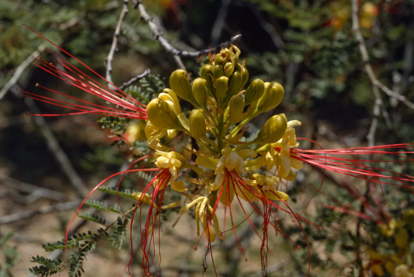 Caesalpinia gillesii