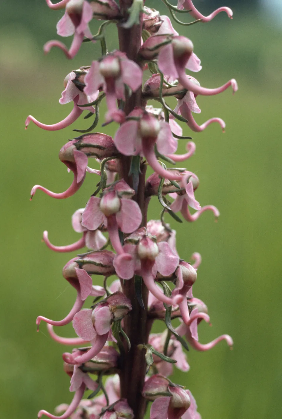 Pedicularis groenlandica