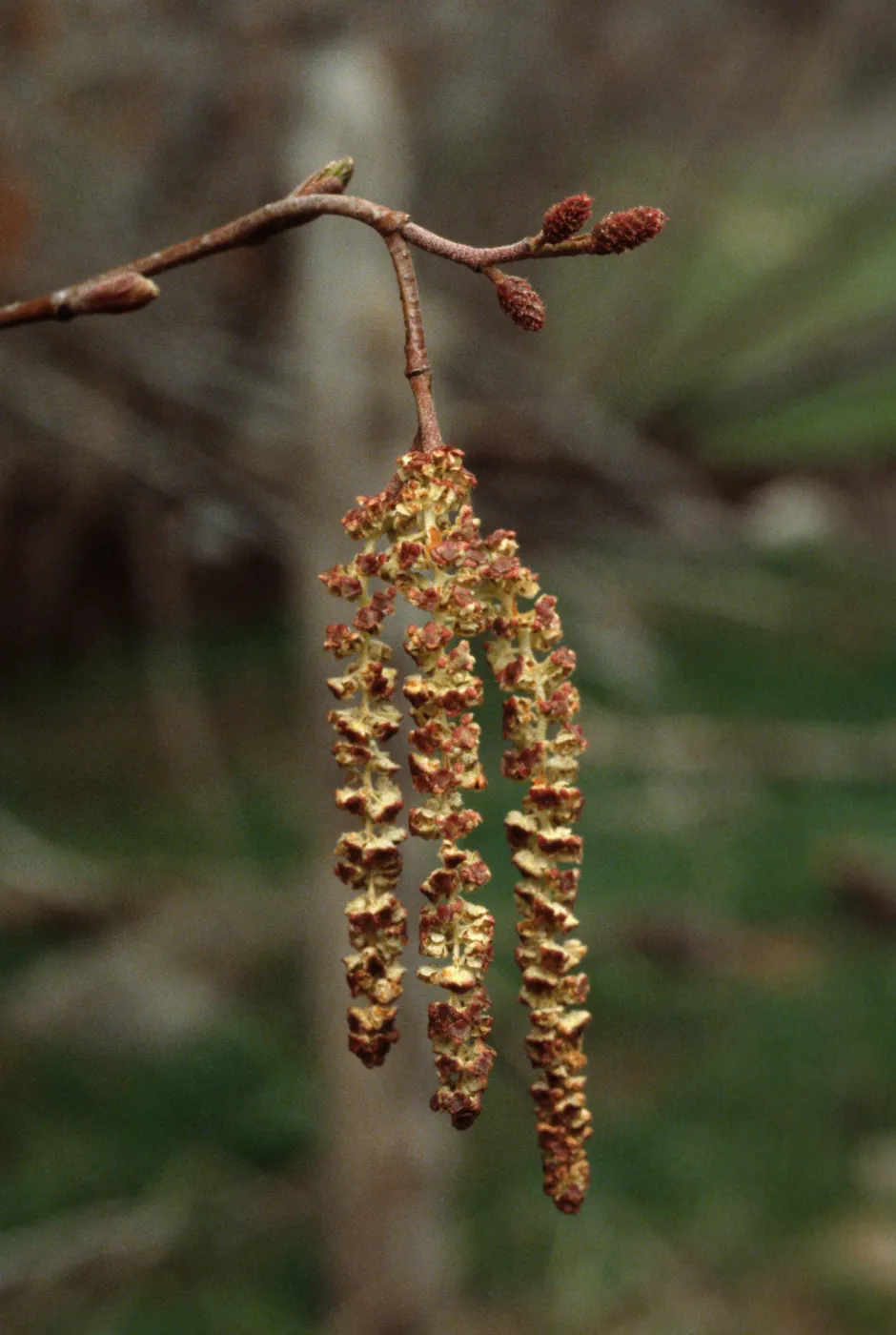 Alnus rhombifolia