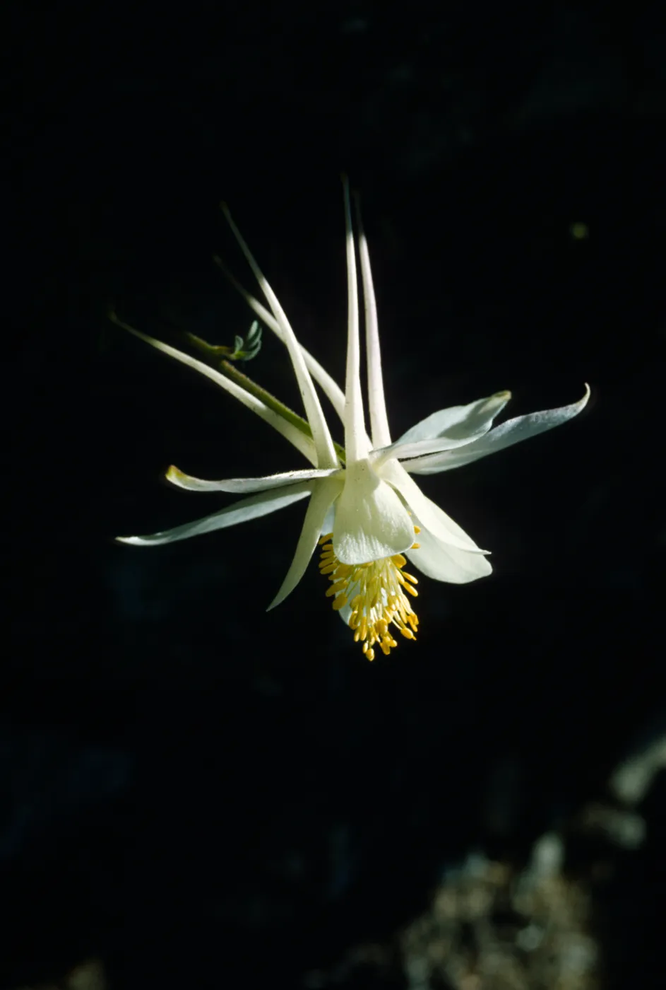 Aquilegia pubescens