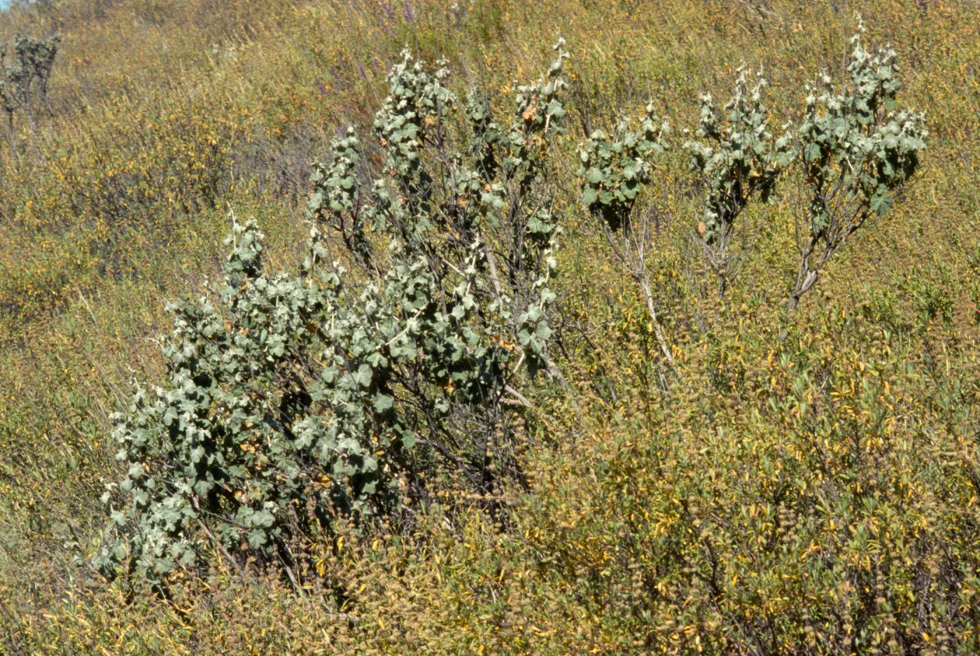 Malacothamnus davidsonii