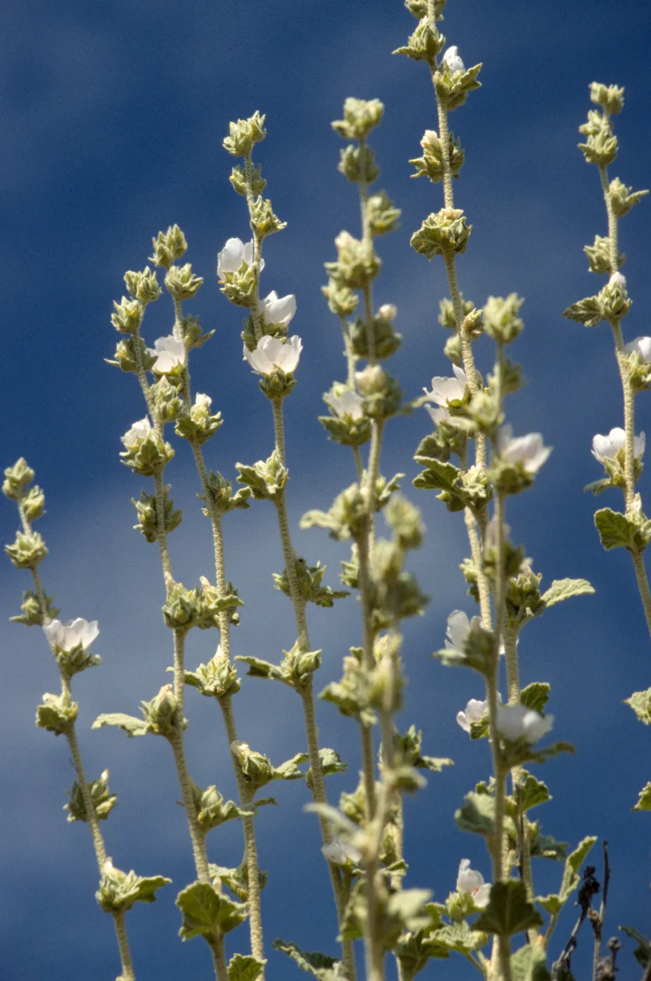 Malacothamnus aboriginenum