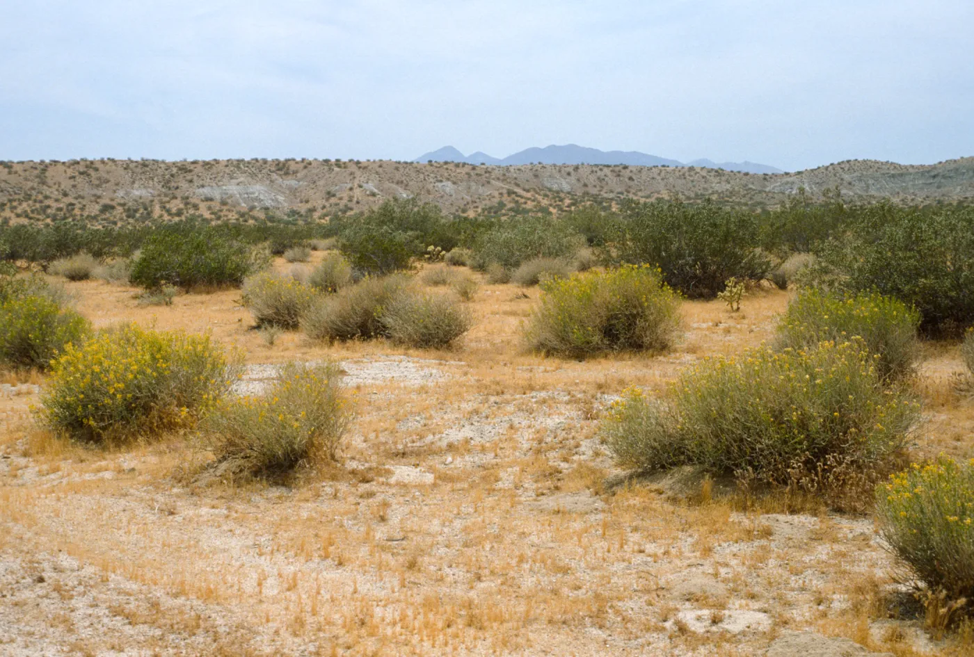 Cassia armata