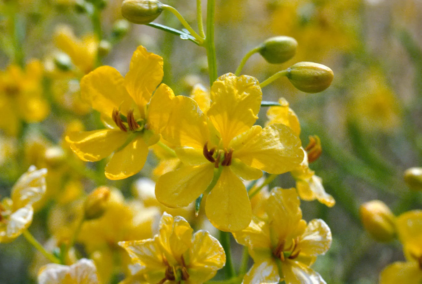 Cassia armata