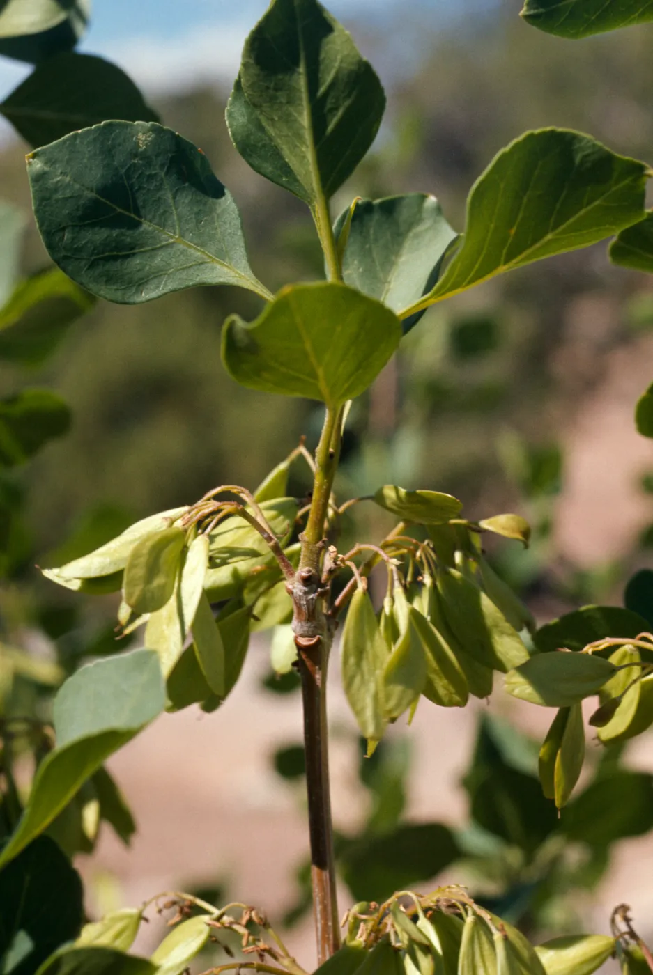 Fraxinus anomala