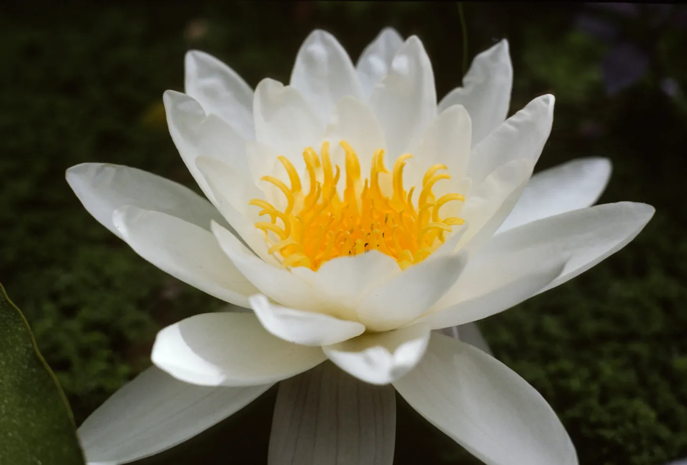 Nymphaea