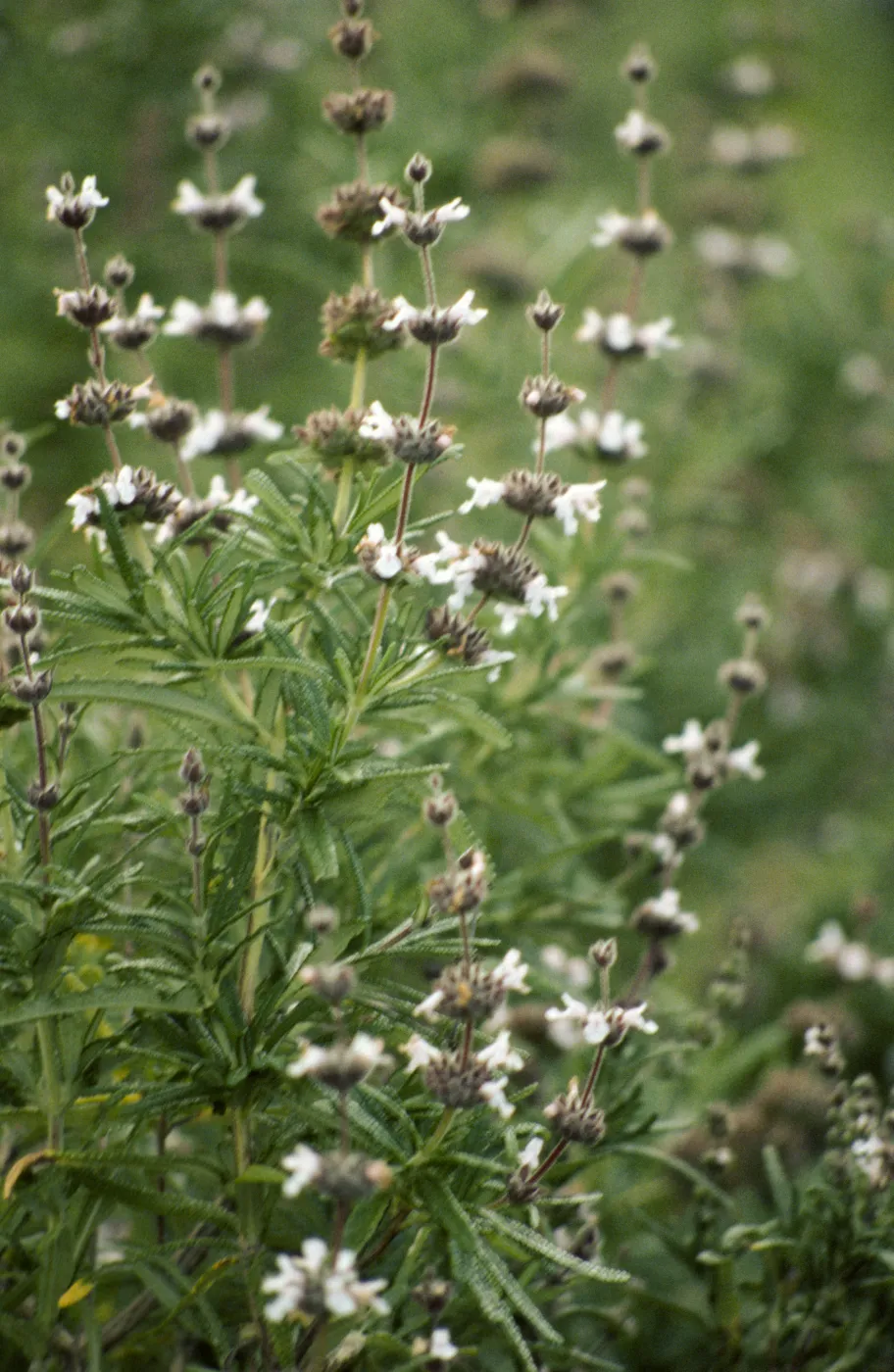Salvia brandegeei (Brandegees Sage)