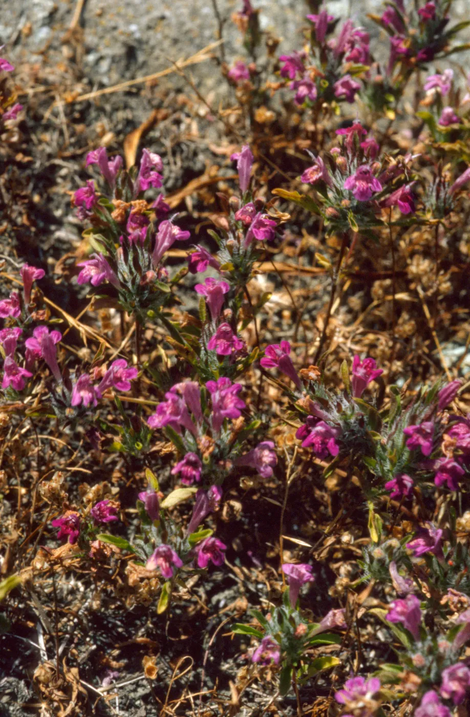 Pogogyne douglasii