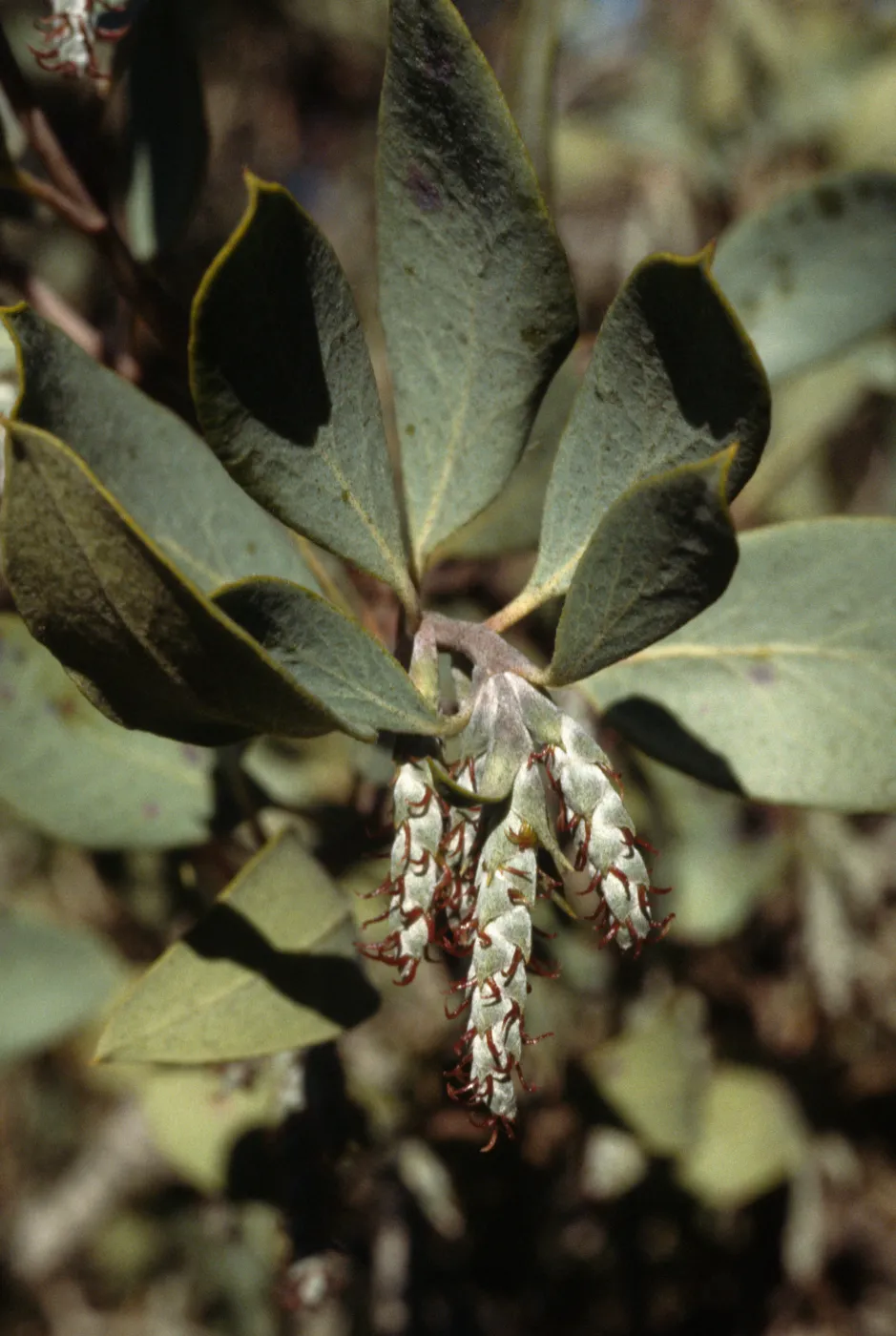 Garrya flavescens
