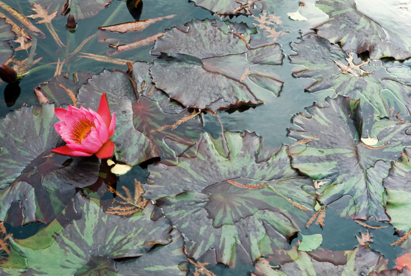 Nymphaea