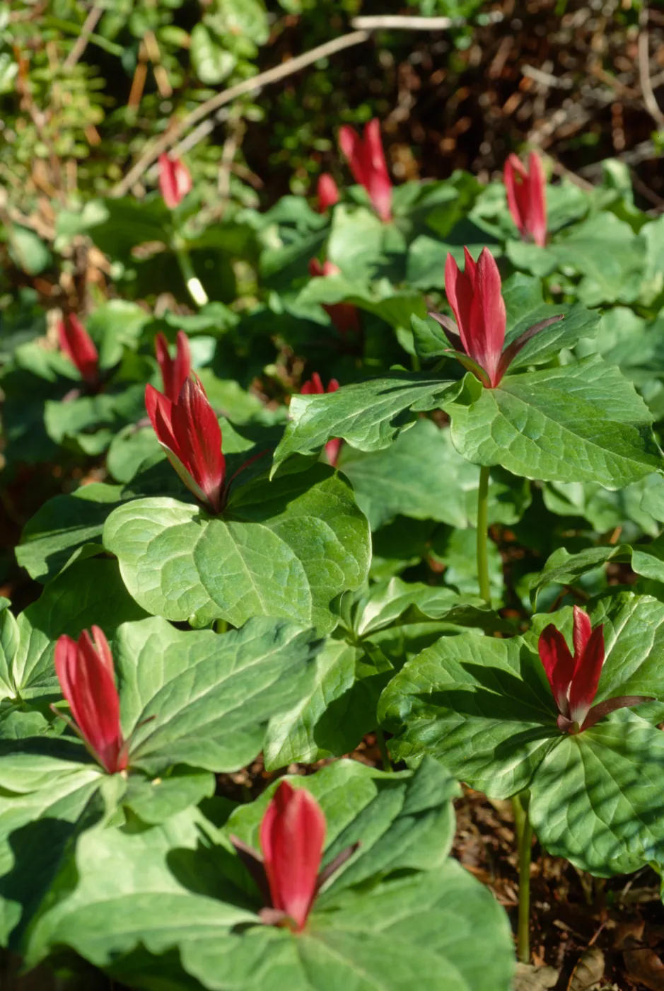 Trillium chloropetalum