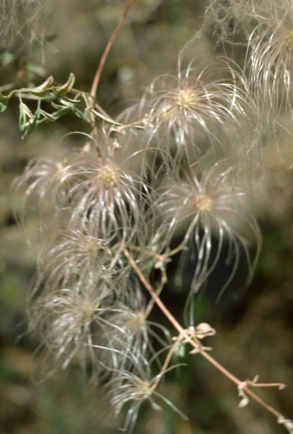 Clematis fruits