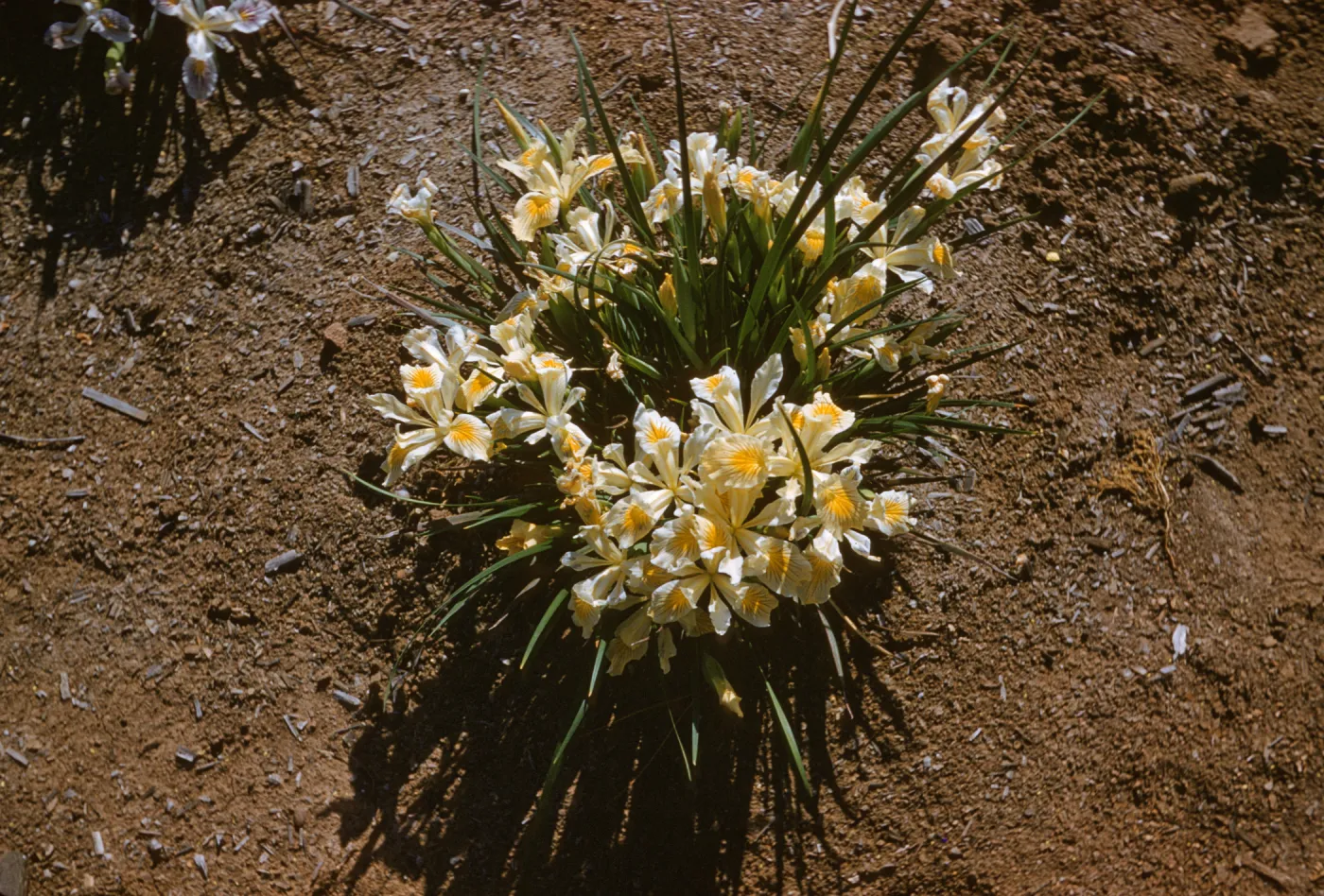 Iris innom hybrid spring '60
