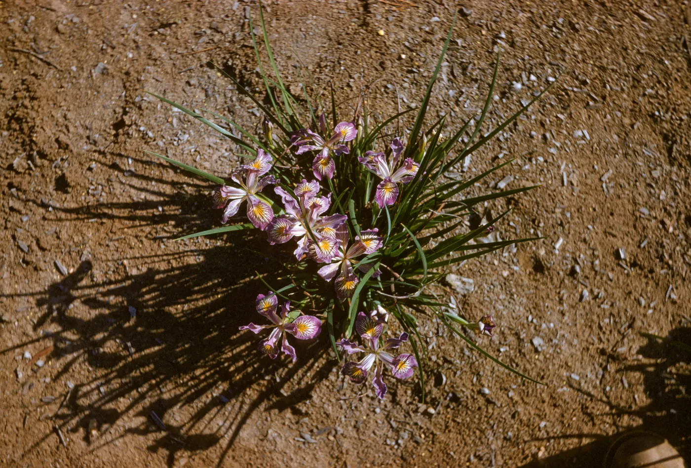 Iris innominata hyb spring '60