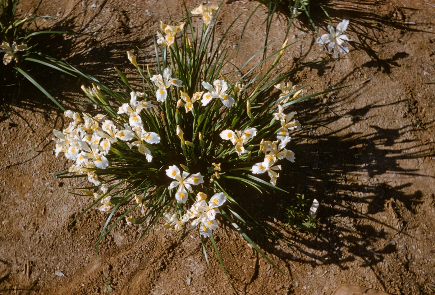 Iris innominata hyb spring '60
