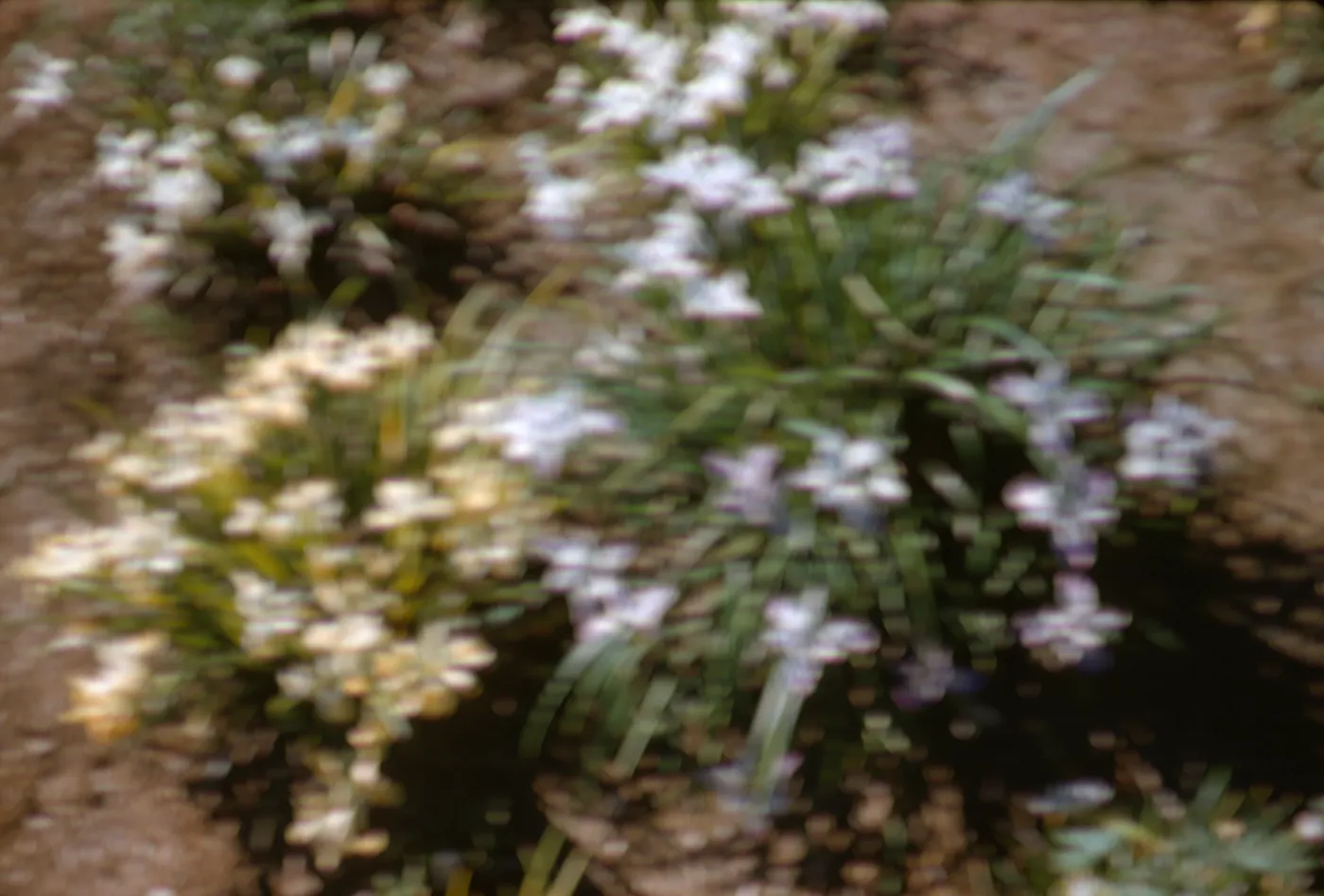Iris innominata hyb spring '60