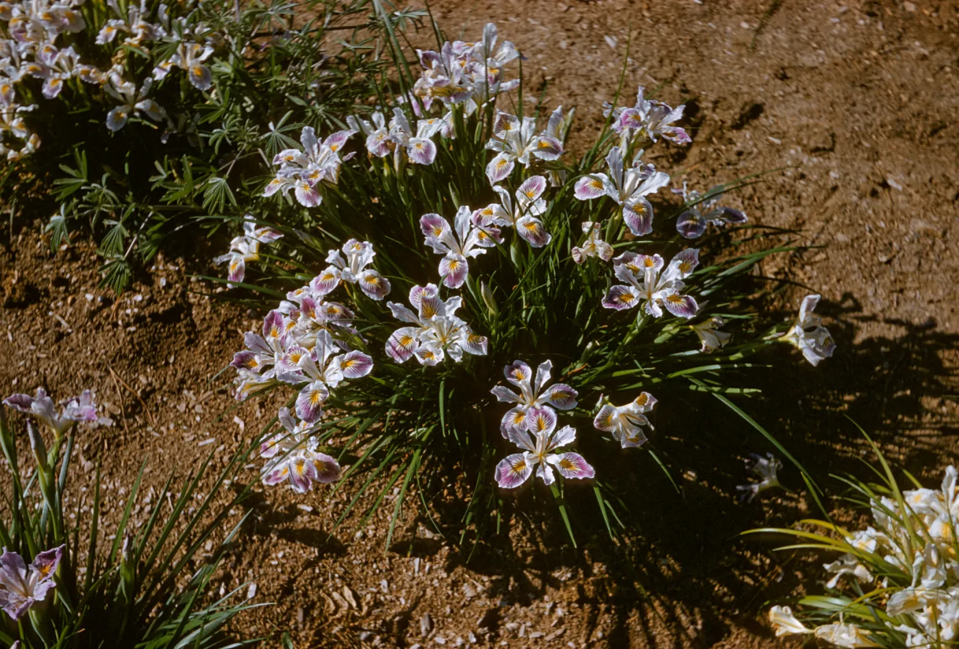 Iris innominata hyb spring '60