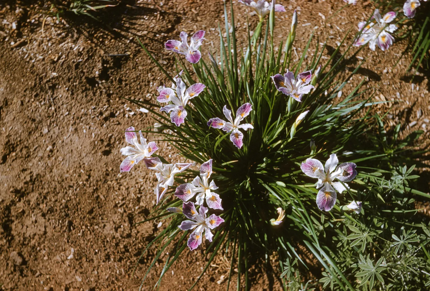 Iris innominata hyb spring '60