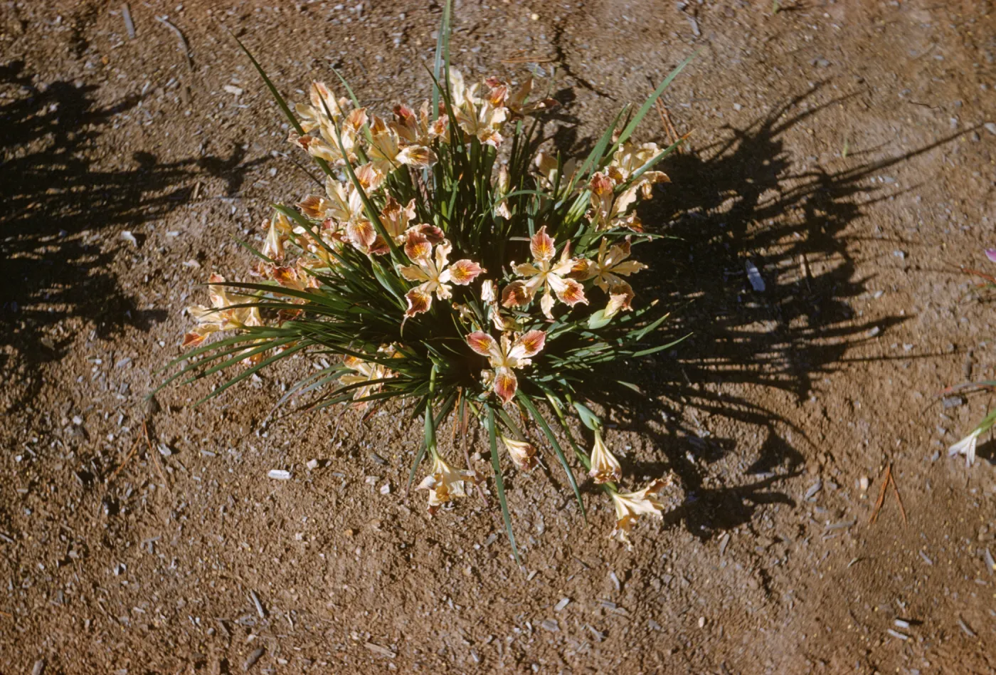 Iris innominata hyb spring '60
