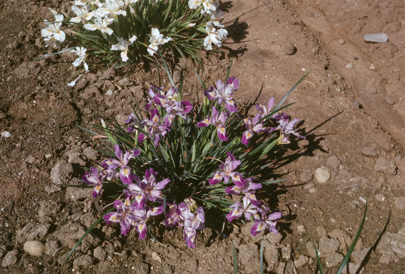 Iris innominata x