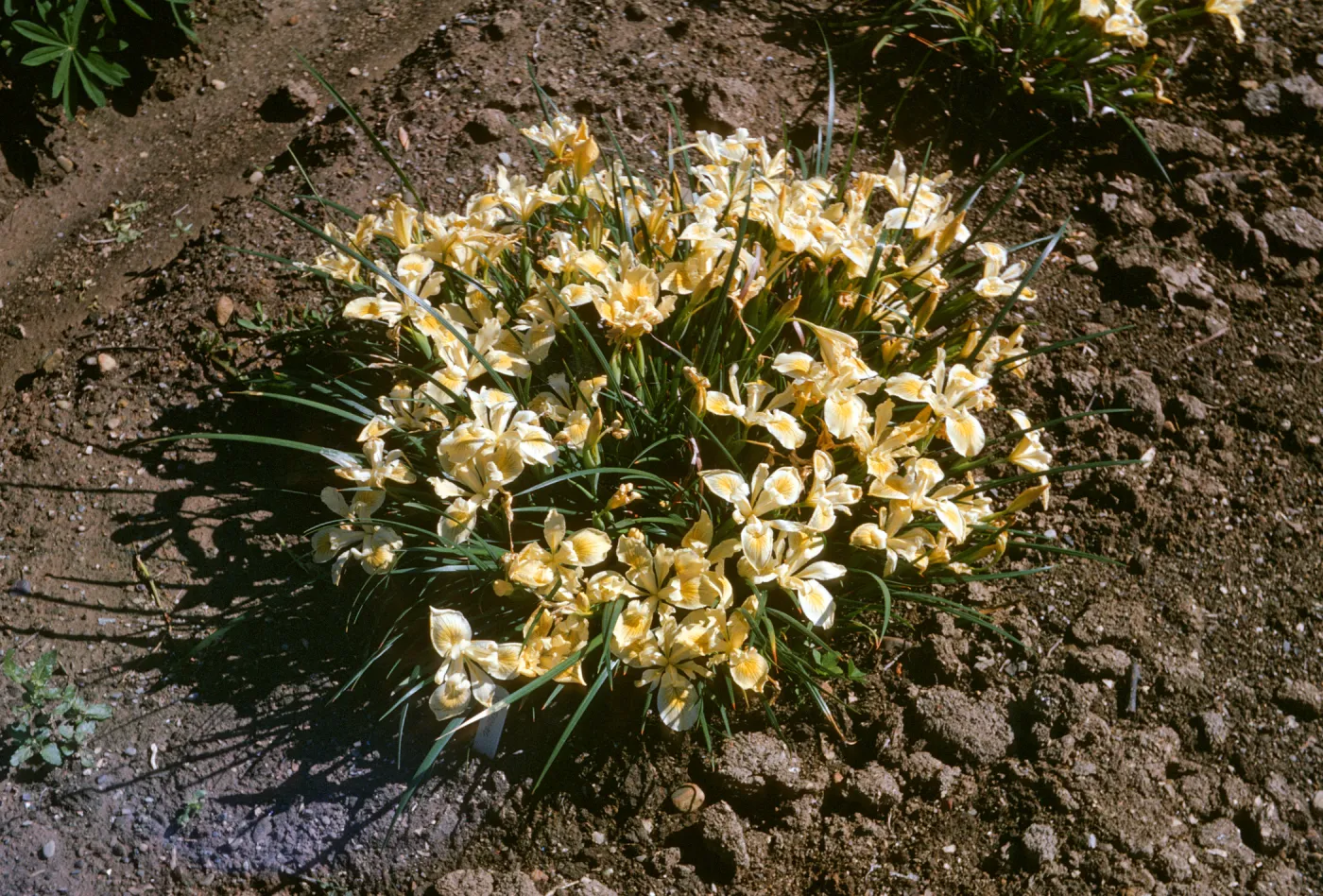 Iris innominata x