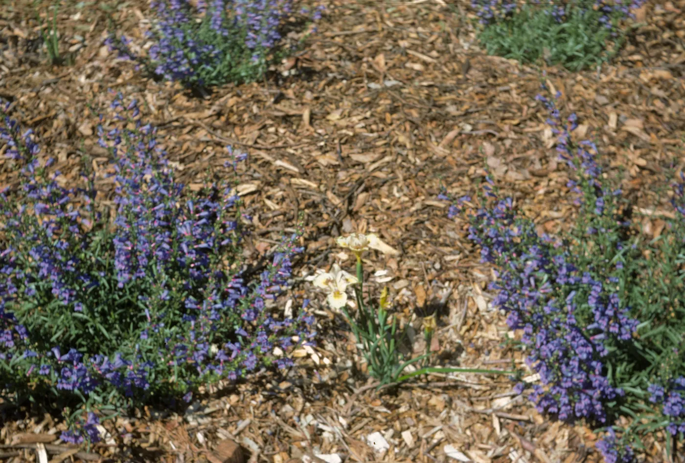 Iris 'Canyon Snow' x 'Canyon Gold'