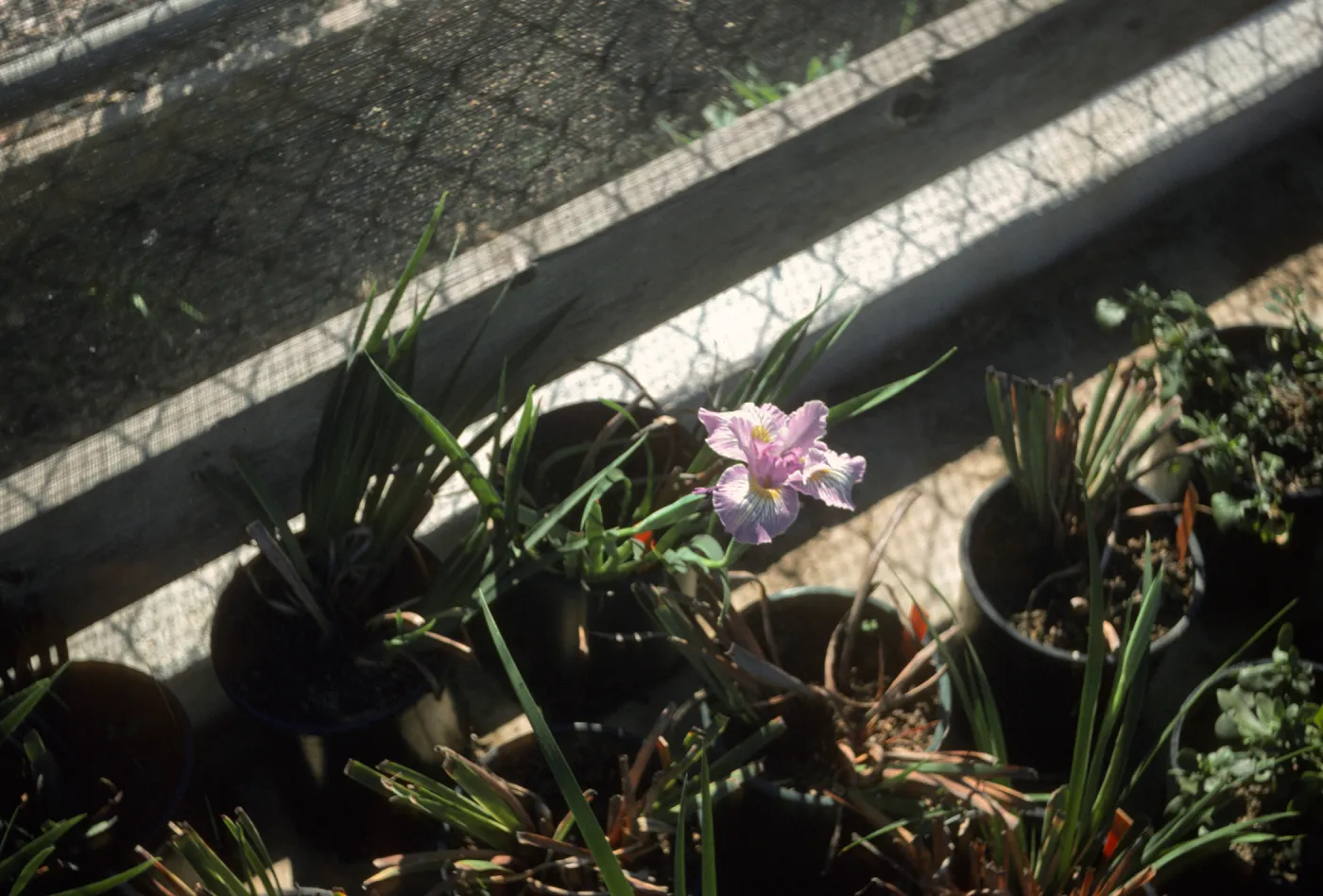 Iris 'Canyon Snow' x 'Claremont Blue Bird'