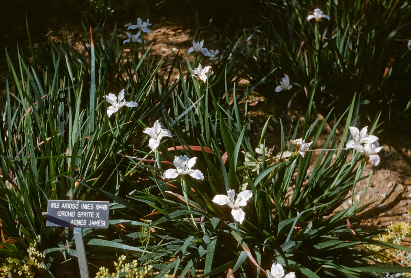 Iris douglasiana RSABG