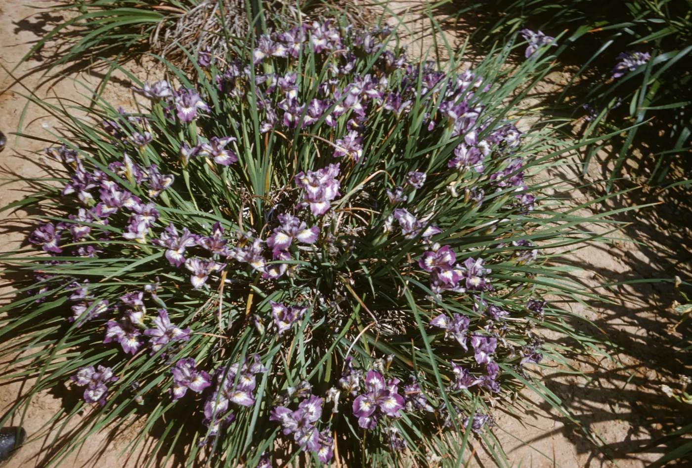 Iris innominata hyb RSABG