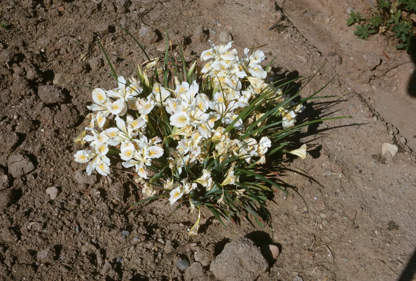 Iris innominata x