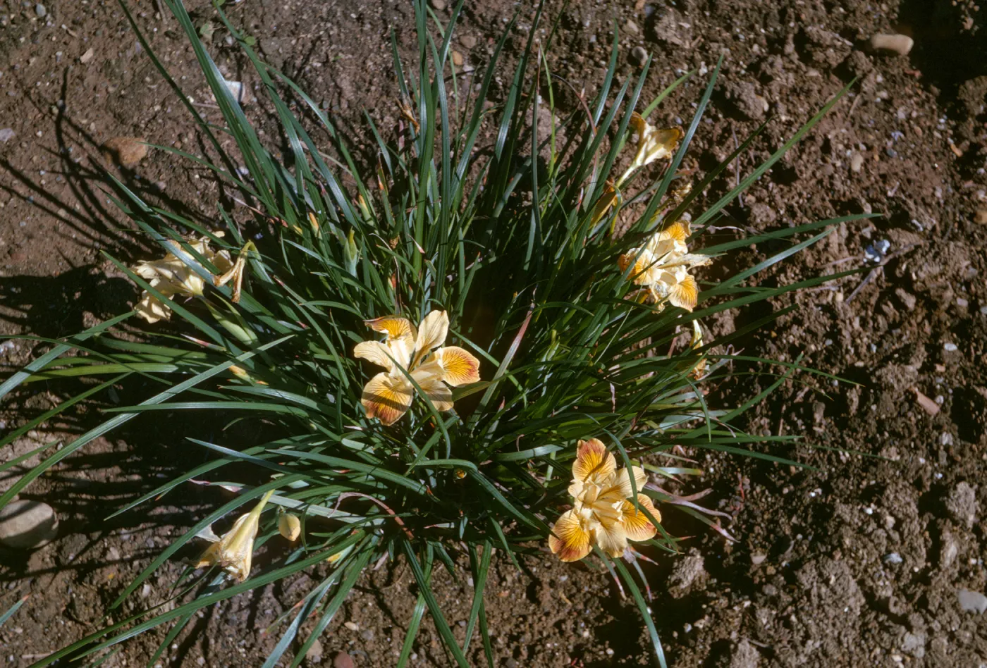 Iris innominata x good flower form