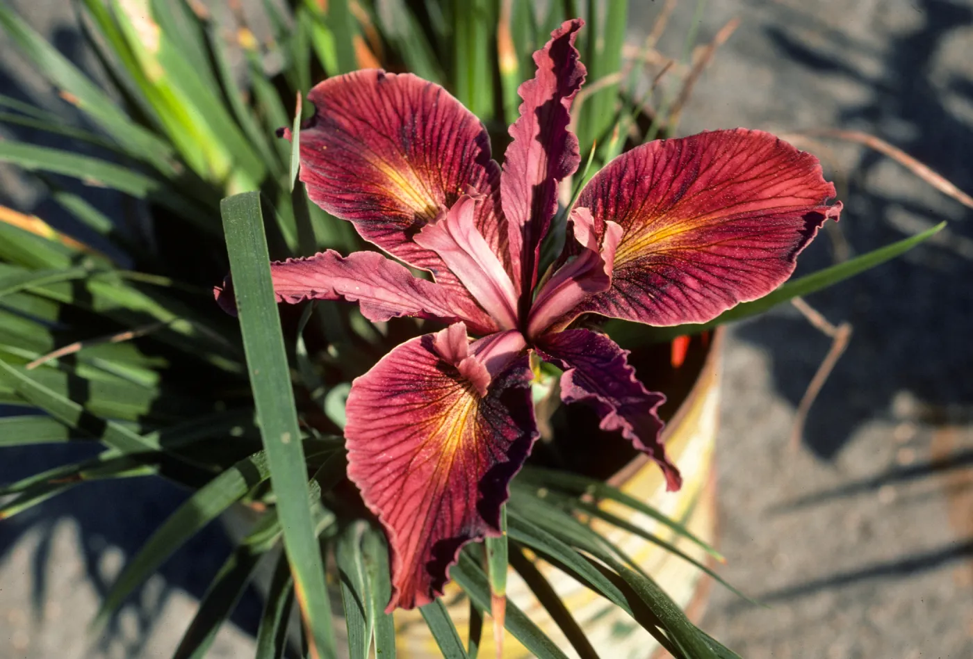 Iris 79.883 SBBG can yard