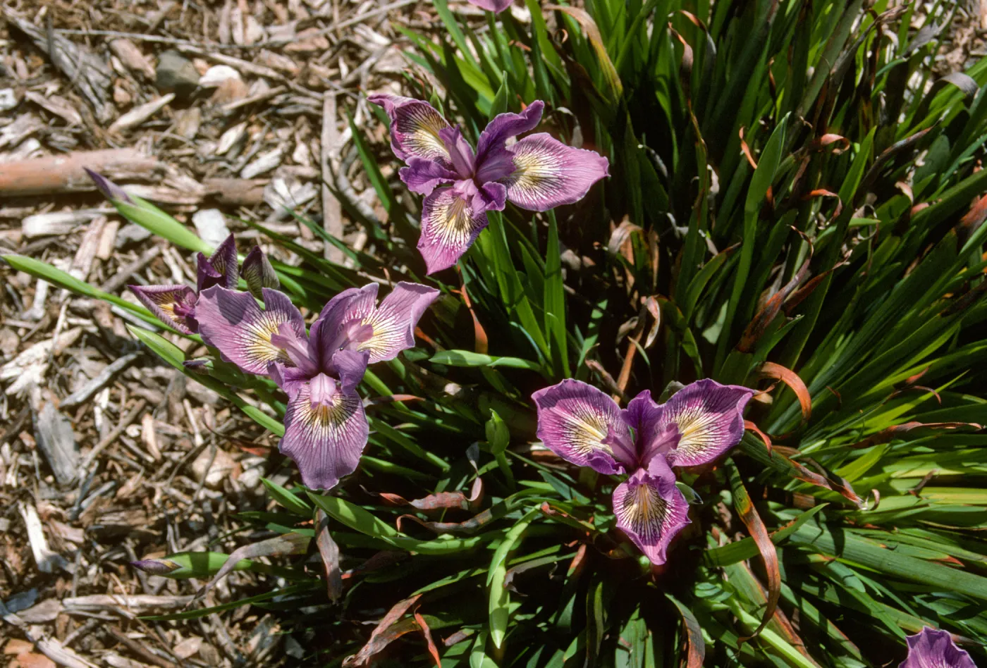 plant image - Iris