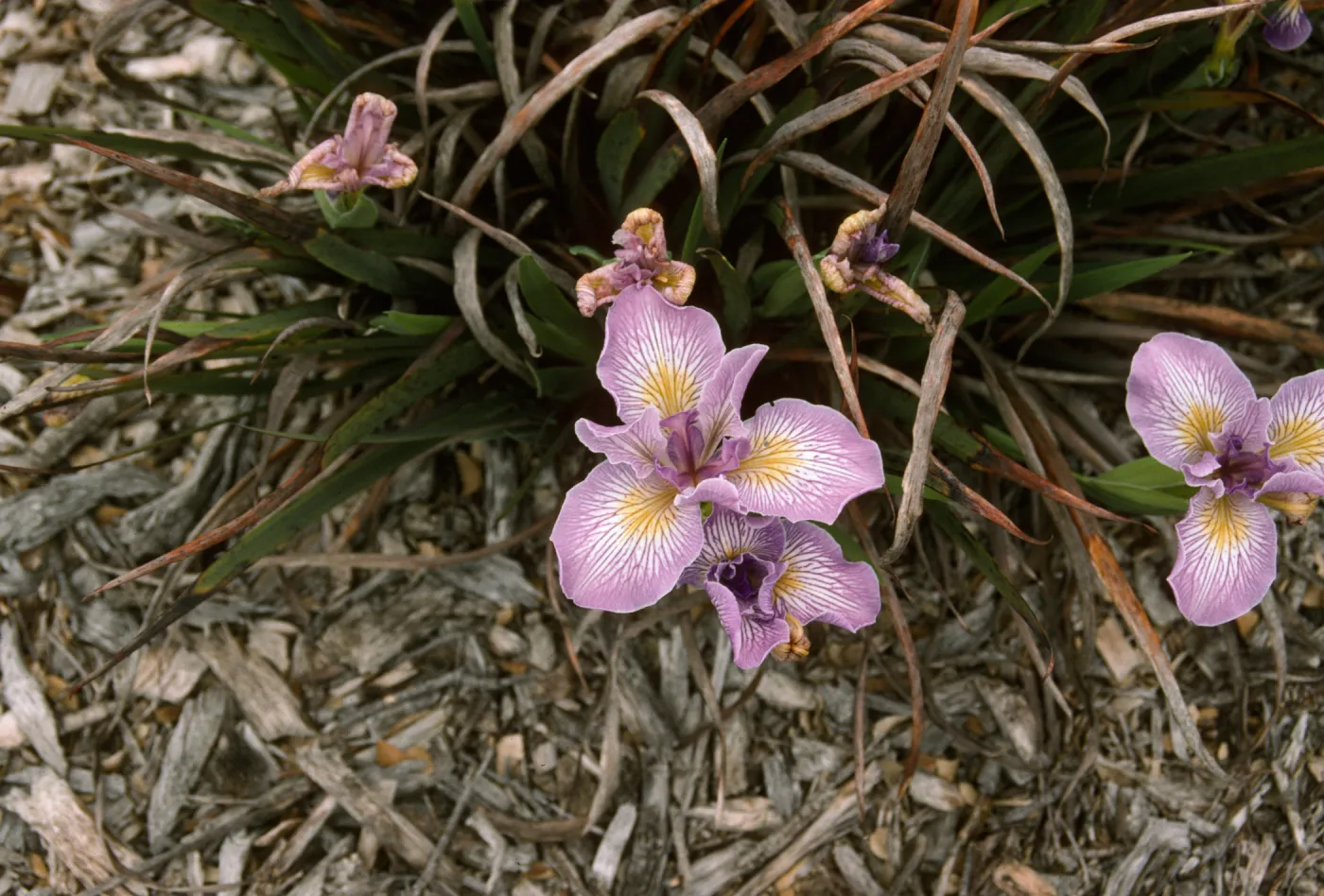 plant image - Iris