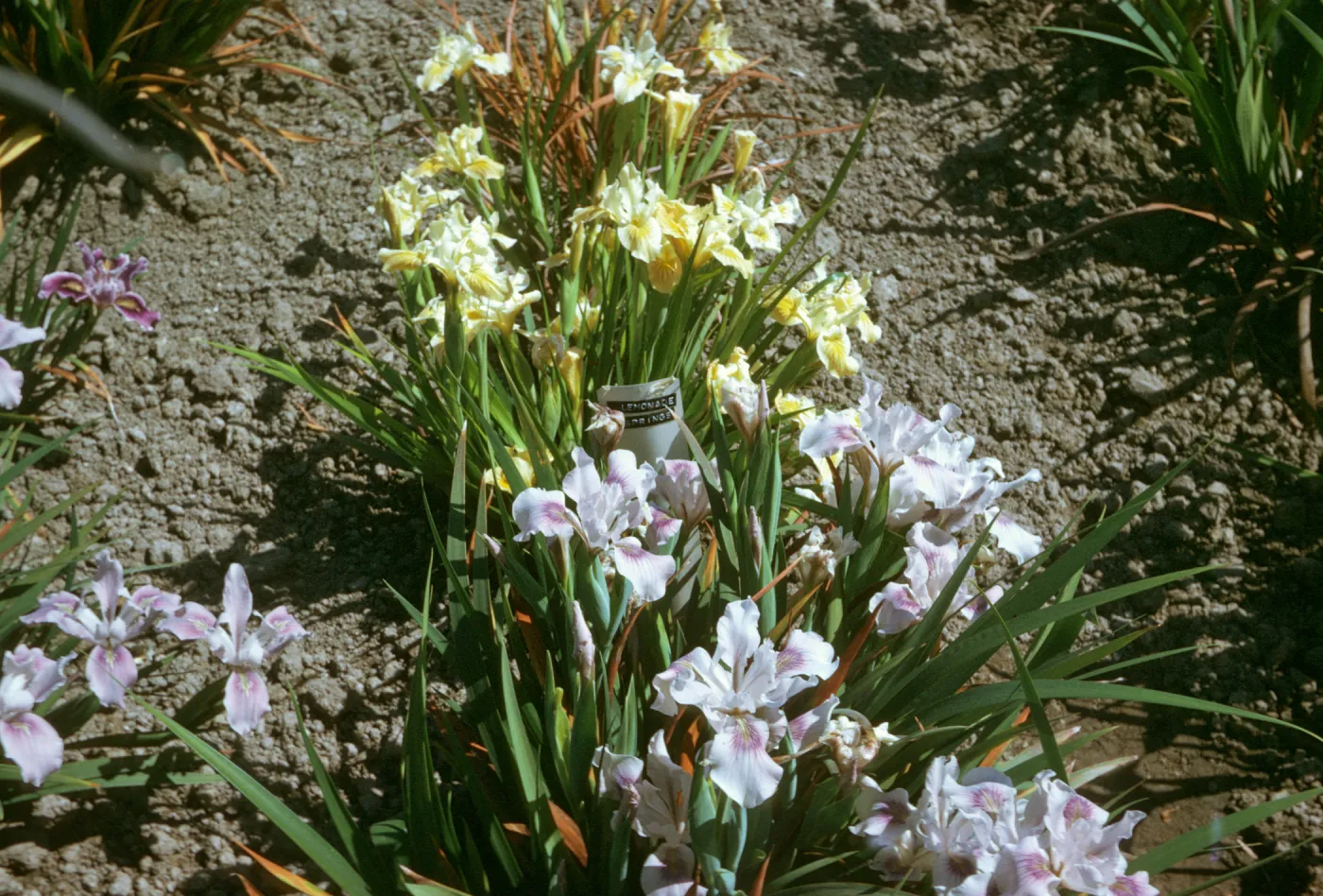 plant image - Iris