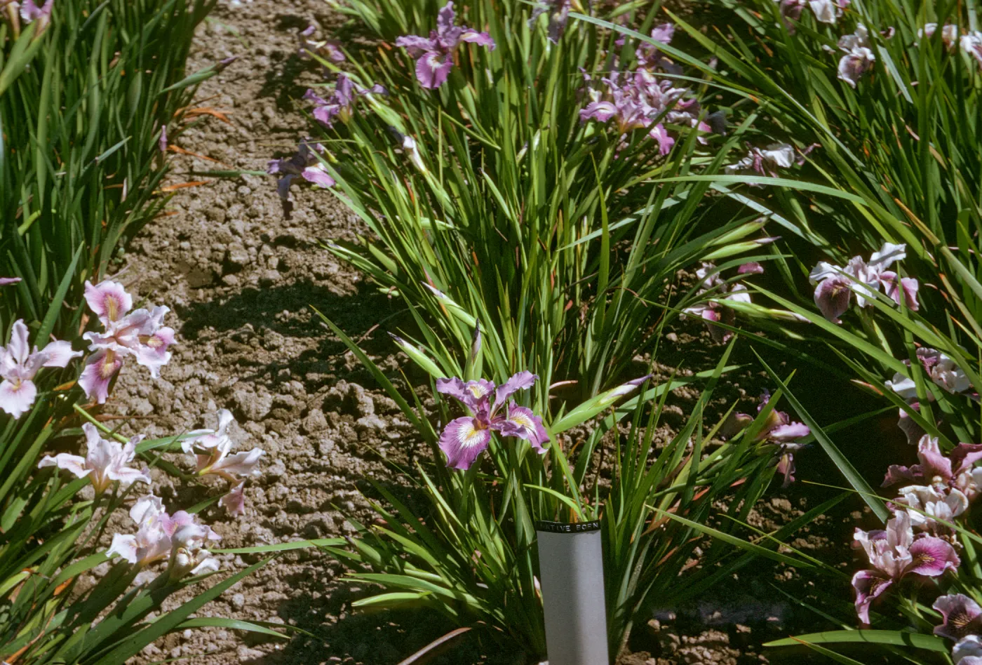 plant image - Iris