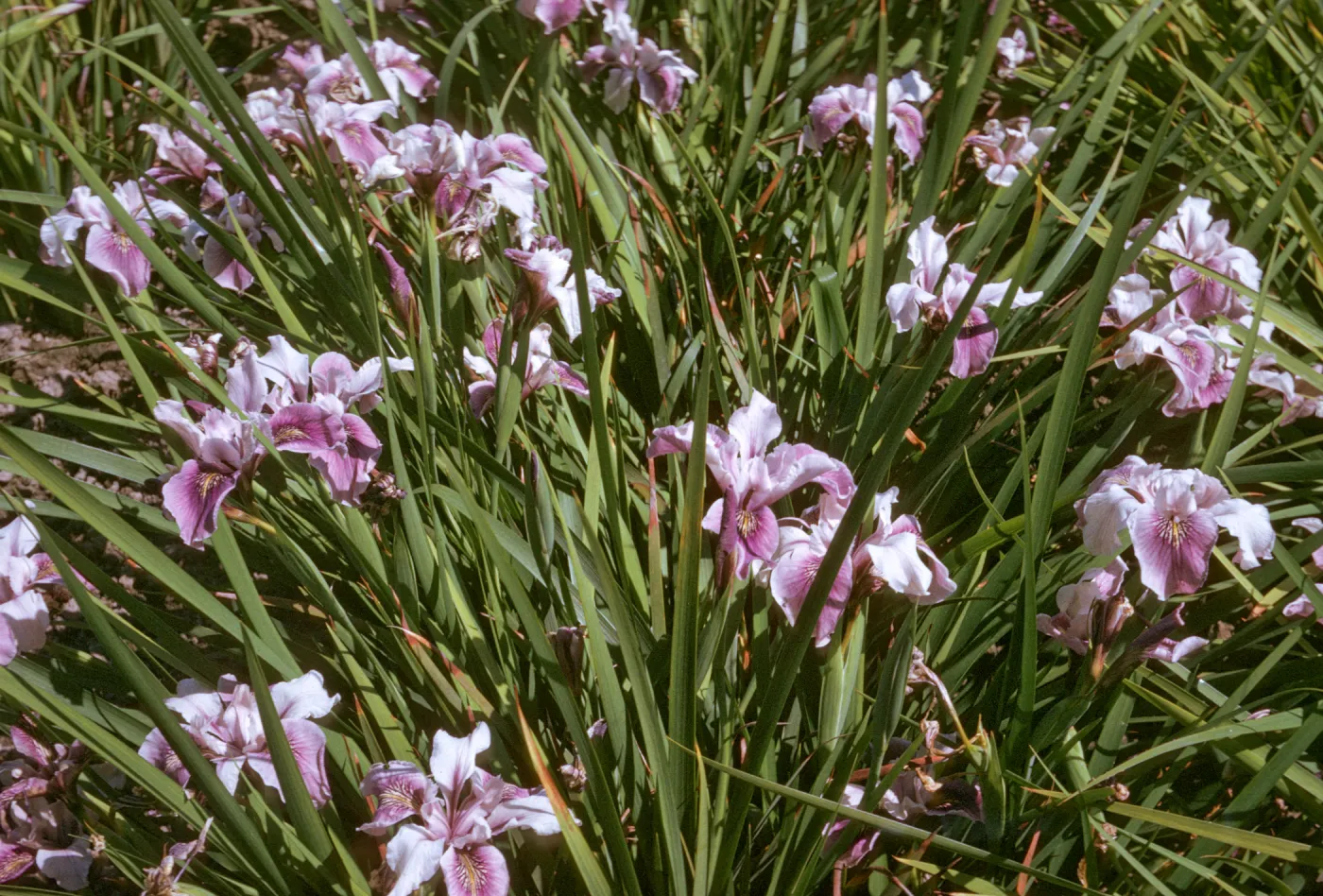 plant image - Iris
