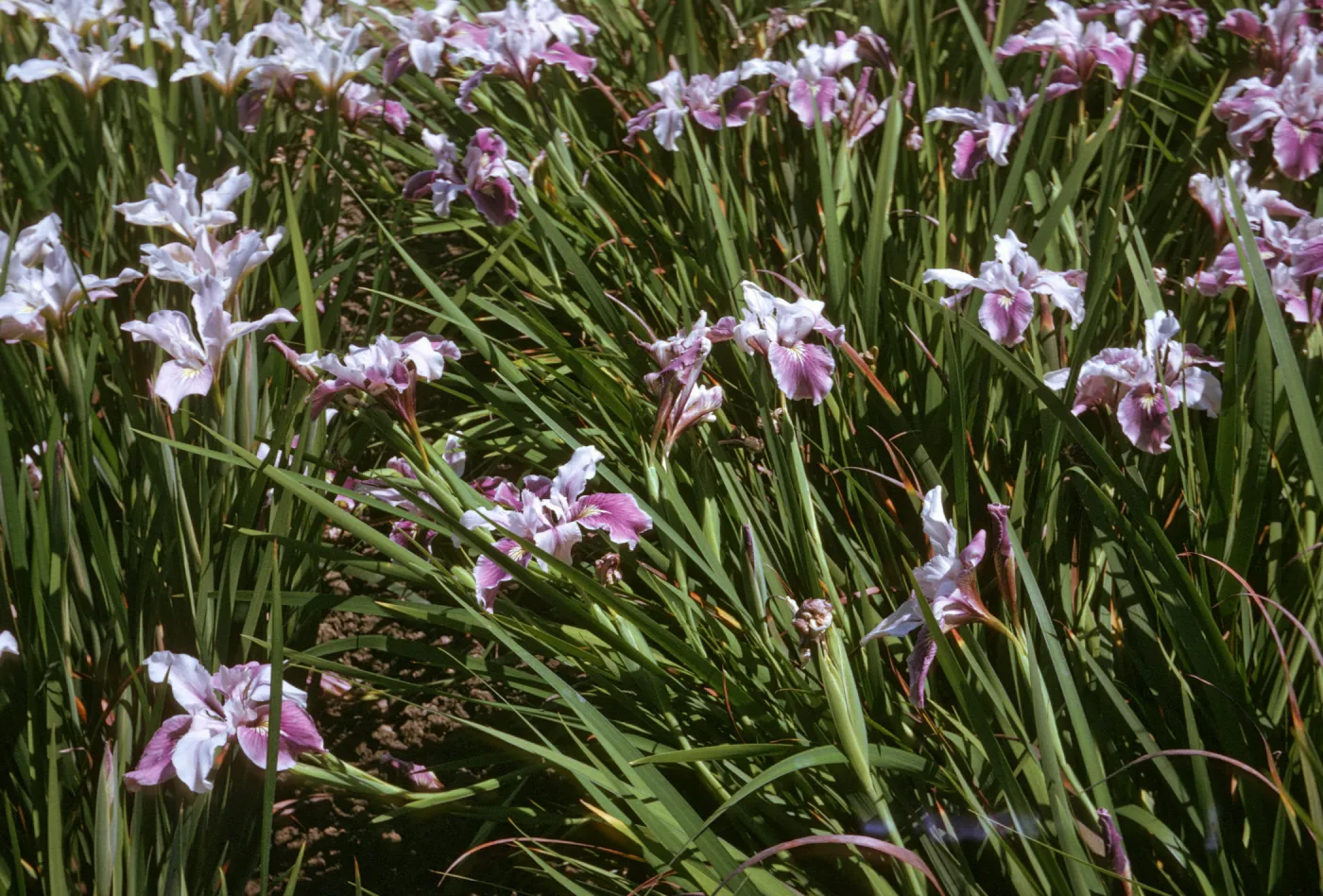 plant image - Iris
